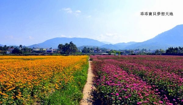 高雄杉林花海-8.JPG 高雄杉林花海-8.JPG