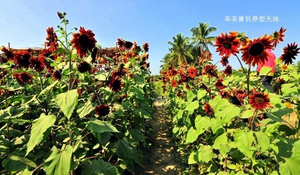 高雄杉林花海-22.JPG 高雄杉林花海-22.JPG