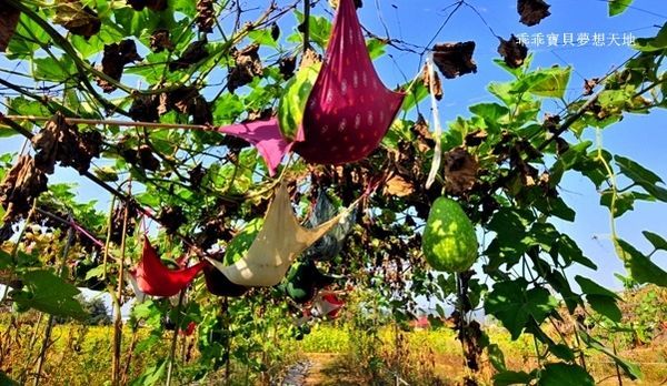 高雄杉林花海-5.JPG 高雄杉林花海-5.JPG