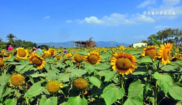 高雄杉林花海-24.JPG 高雄杉林花海-24.JPG