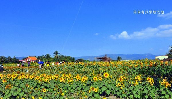 高雄杉林花海-23.JPG 高雄杉林花海-23.JPG
