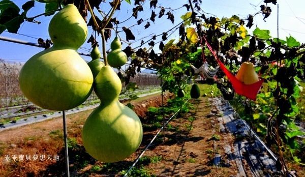 高雄杉林花海-6.JPG 高雄杉林花海-6.JPG