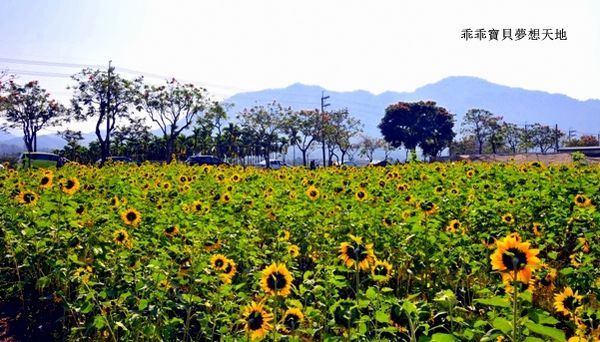 高雄杉林花海-7.JPG 高雄杉林花海-7.JPG