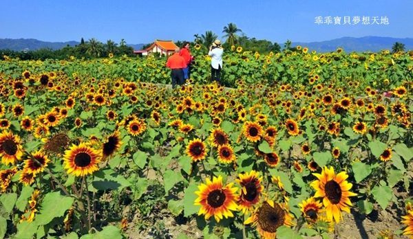 高雄杉林花海-25.JPG 高雄杉林花海-25.JPG