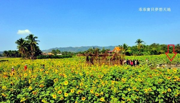 高雄杉林花海-27.JPG 高雄杉林花海-27.JPG