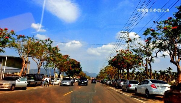 高雄杉林花海-29.JPG 高雄杉林花海-29.JPG