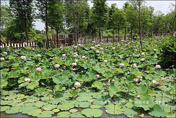 古坑珍 粉紅城堡 水漾教堂09.jpg
