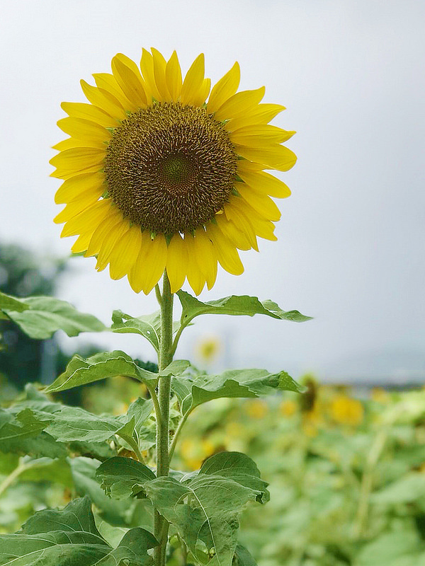 彩虹河濱公園_181006_0028