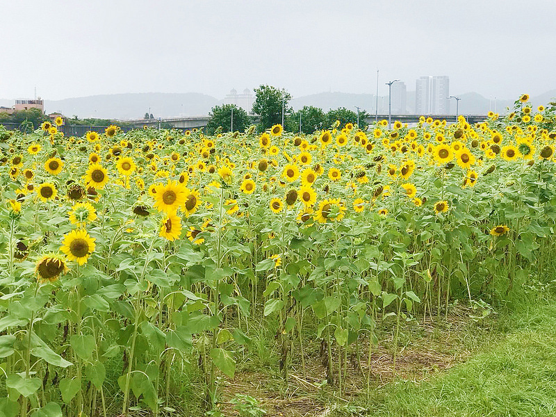彩虹河濱公園_181006_0064
