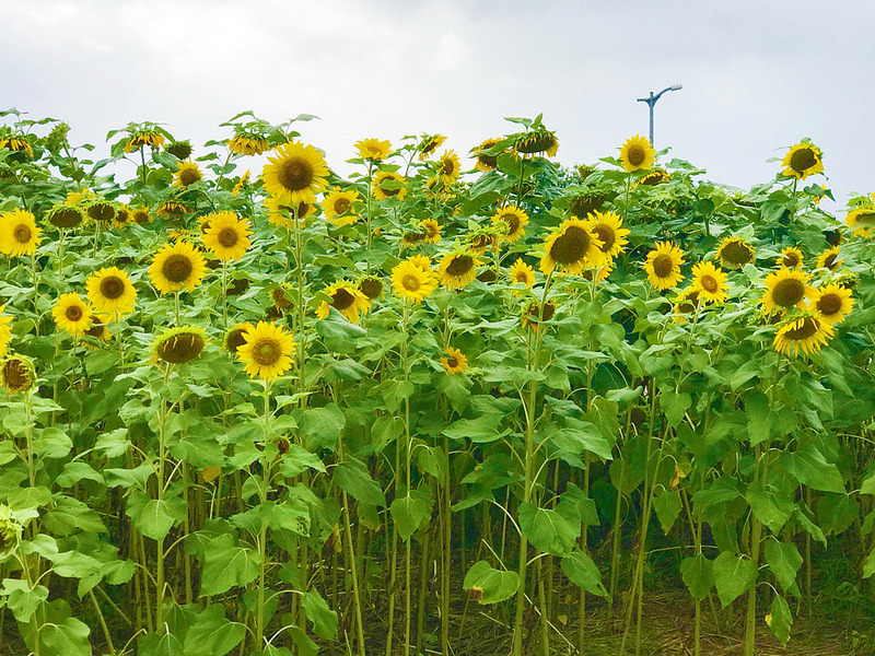 彩虹河濱公園_181006_0055