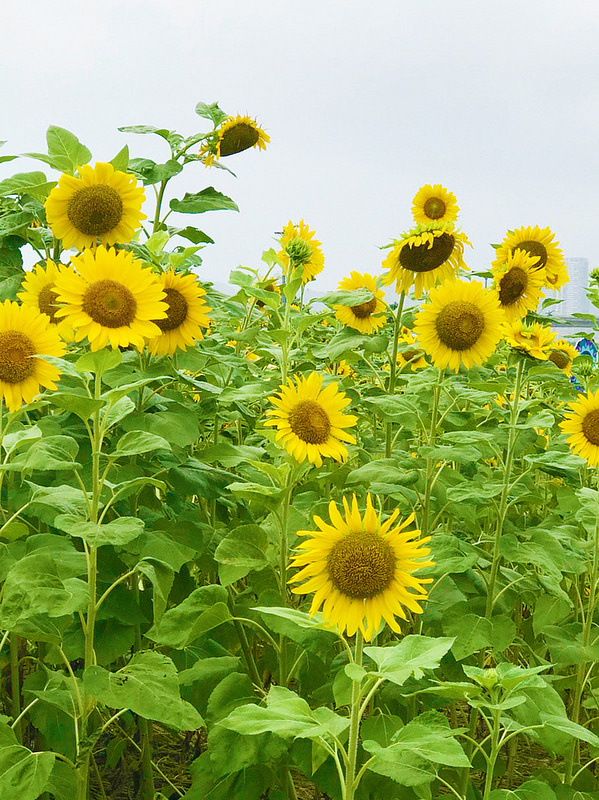 彩虹河濱公園_181006_0070