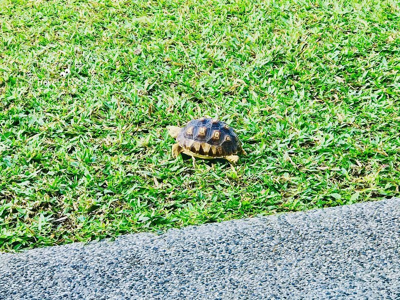 HoneyWood Cafe，陽光與綠地，親子家庭必訪的庭園餐廳，網美也該衝一波 @魚兒 x 牽手明太子的「視」界旅行