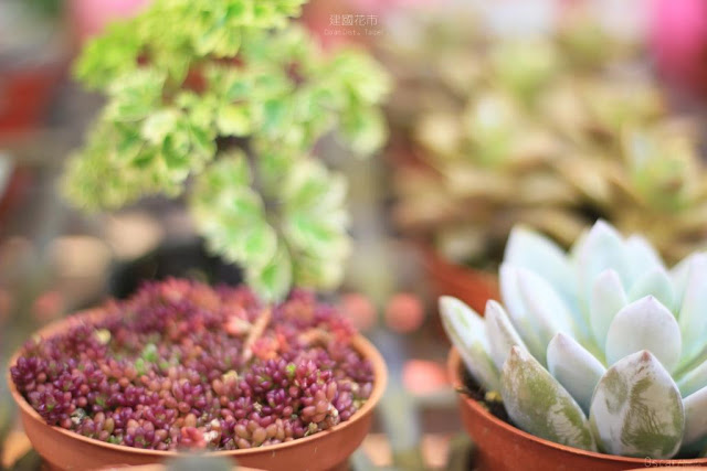 建國假日花市-17