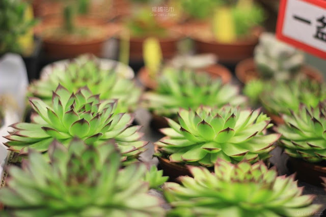 建國假日花市-16