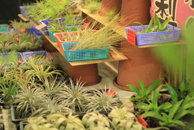 建國假日花市-47