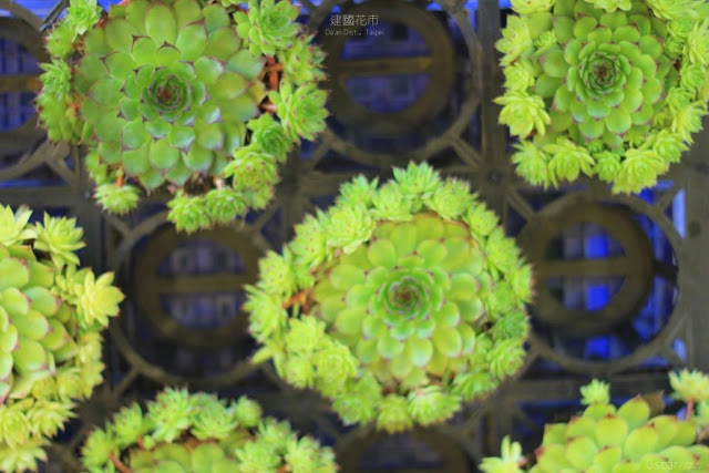 建國假日花市-13