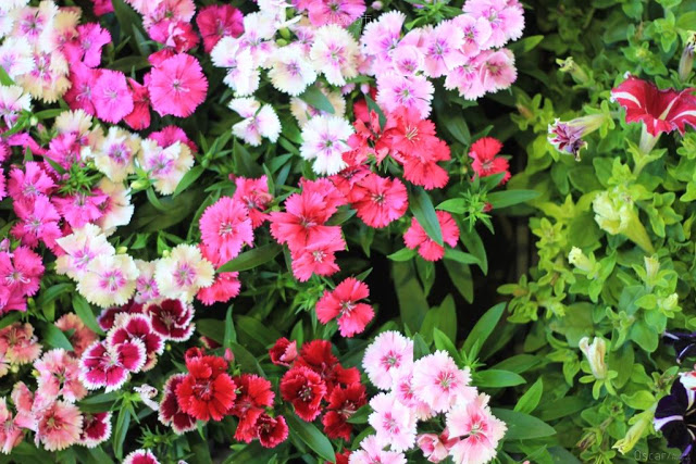 建國假日花市-41