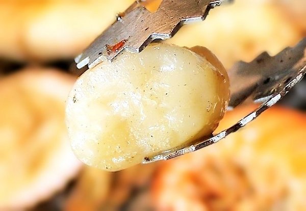 瓦崎燒烤火鍋(西門店):【台北美食】西門町燒肉吃到飽 <瓦崎燒烤火鍋(西門店)>.天使紅蝦 / 頂級Prime無骨牛小排 / 生蠔 無限吃到飽.台灣生啤 無限暢飲