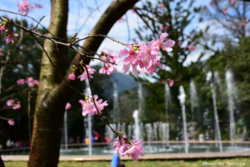 0219 2-陽明山花季18