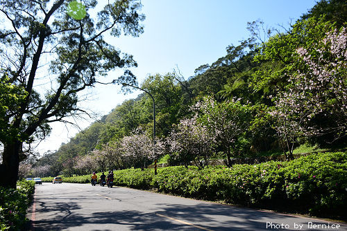 0402 爆炸吉野櫻01