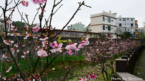 0124 五分埤寒櫻11