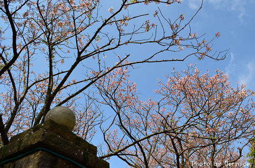 0326 2-蔡博士櫻花園01