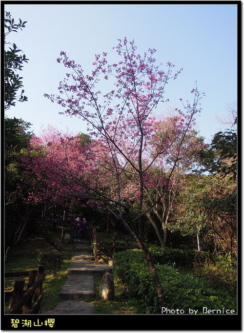 0203 2-碧湖山櫻01
