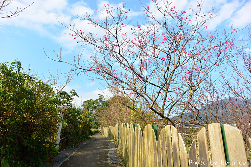 0212 2-風尾櫻花05