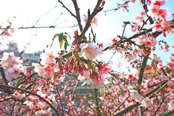 【台北旅遊】2017內湖樂活公園櫻花盛開-不用爬山也能觀賞櫻花景點-最新花況資訊