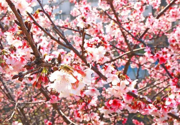 【台北旅遊】2017內湖樂活公園櫻花盛開-不用爬山也能觀賞櫻花景點-最新花況資訊