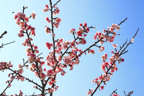 【台北旅遊】2017內湖樂活公園櫻花盛開-不用爬山也能觀賞櫻花景點-最新花況資訊