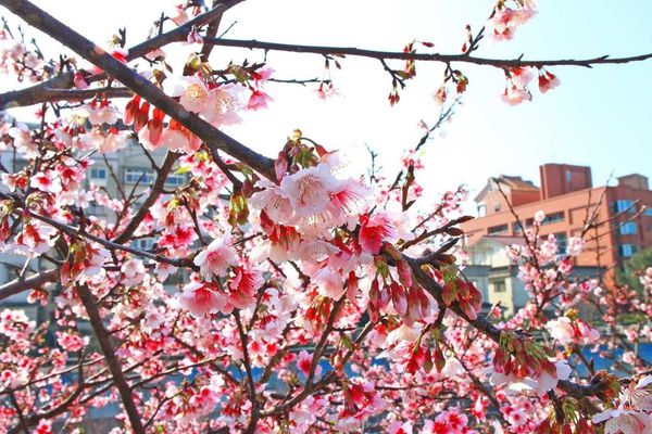 【台北旅遊】2017內湖樂活公園櫻花盛開-不用爬山也能觀賞櫻花景點-最新花況資訊