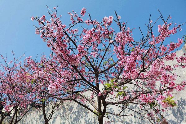 內湖樂活公園：【台北景點】東湖樂活公園/粉紅色隧道/寒櫻大盛開/賞櫻的熱搜景點