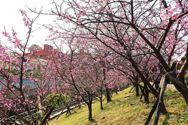內湖樂活公園：【台北景點】東湖樂活公園/粉紅色隧道/寒櫻大盛開/賞櫻的熱搜景點