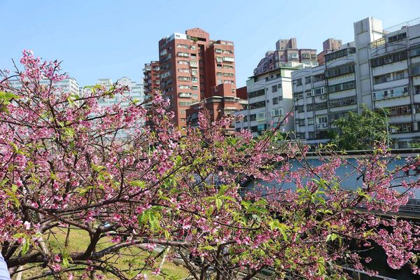內湖樂活公園：【台北景點】東湖樂活公園/粉紅色隧道/寒櫻大盛開/賞櫻的熱搜景點