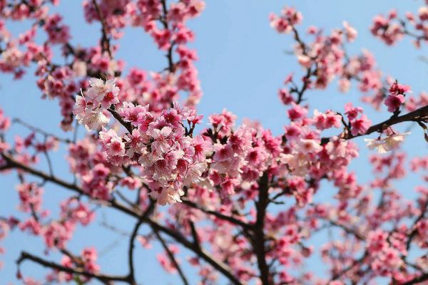 內湖樂活公園：【台北景點】東湖樂活公園/粉紅色隧道/寒櫻大盛開/賞櫻的熱搜景點