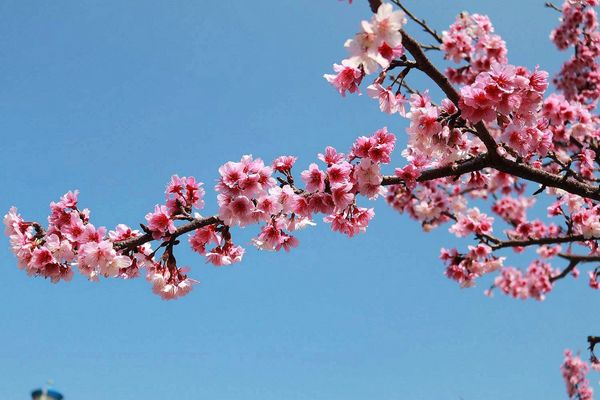 內湖樂活公園：【台北景點】東湖樂活公園/粉紅色隧道/寒櫻大盛開/賞櫻的熱搜景點