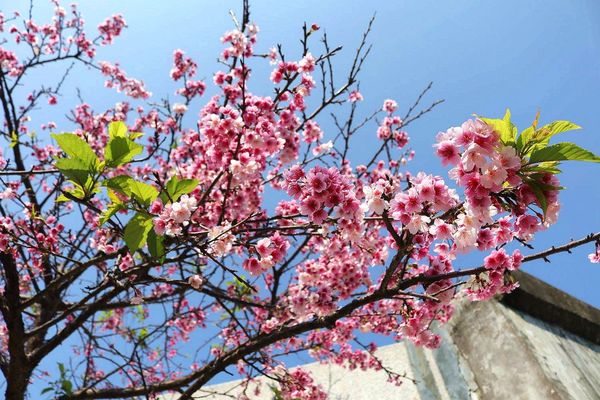 內湖樂活公園：【台北景點】東湖樂活公園/粉紅色隧道/寒櫻大盛開/賞櫻的熱搜景點