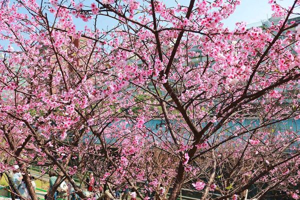 內湖樂活公園：【台北景點】東湖樂活公園/粉紅色隧道/寒櫻大盛開/賞櫻的熱搜景點