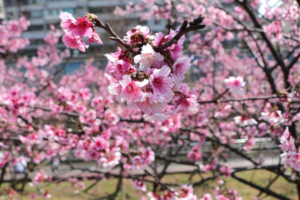 內湖樂活公園：【台北景點】東湖樂活公園/粉紅色隧道/寒櫻大盛開/賞櫻的熱搜景點