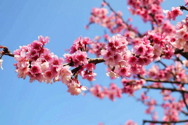 內湖樂活公園：【台北景點】東湖樂活公園/粉紅色隧道/寒櫻大盛開/賞櫻的熱搜景點