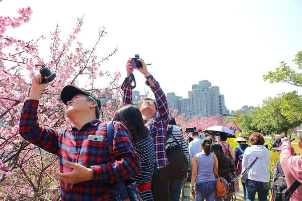 內湖樂活公園：【台北景點】東湖樂活公園/粉紅色隧道/寒櫻大盛開/賞櫻的熱搜景點