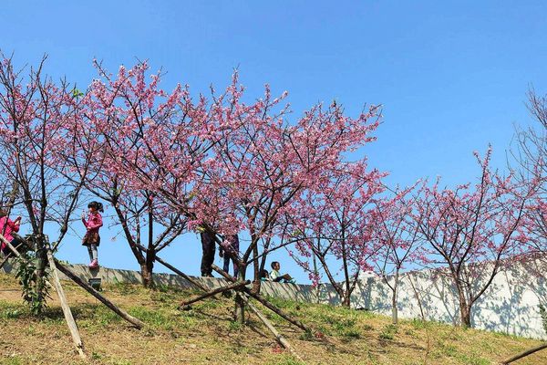內湖樂活公園：【台北景點】東湖樂活公園/粉紅色隧道/寒櫻大盛開/賞櫻的熱搜景點