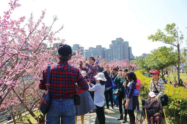 內湖樂活公園：【台北景點】東湖樂活公園/粉紅色隧道/寒櫻大盛開/賞櫻的熱搜景點