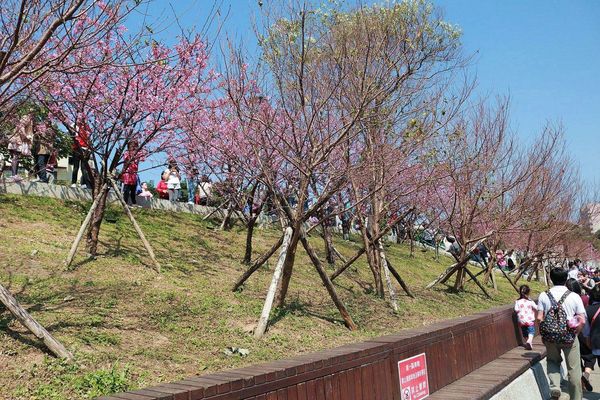 內湖樂活公園：【台北景點】東湖樂活公園/粉紅色隧道/寒櫻大盛開/賞櫻的熱搜景點