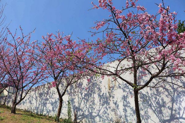 內湖樂活公園：【台北景點】東湖樂活公園/粉紅色隧道/寒櫻大盛開/賞櫻的熱搜景點