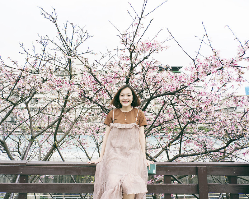 台北賞櫻20202 |內湖櫻花 。內湖夜櫻。東湖櫻花 | 粉嫩櫻花河道