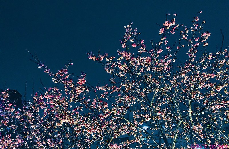 台北賞櫻20202 |內湖櫻花 。內湖夜櫻。東湖櫻花 | 粉嫩櫻花河道