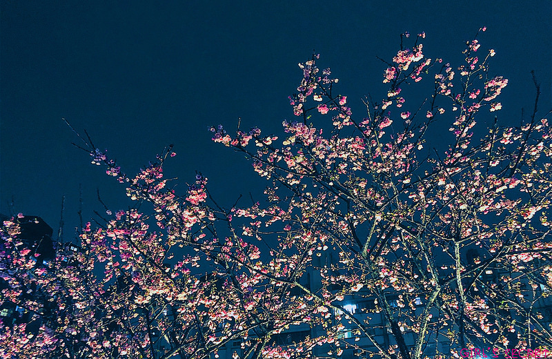  樂活公園IG打卡櫻花景點