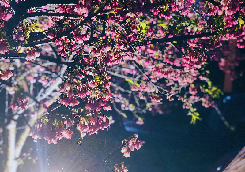 內湖樂活夜櫻季 
